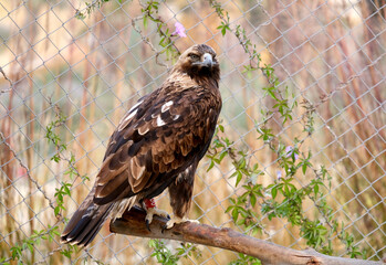 Golden eagle (lat.- Aquila chrysaetos)