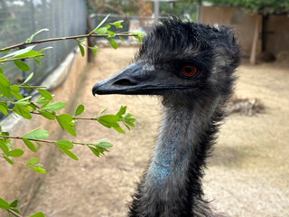 Emu (lat.-Dromaius novaehollandiae) is a species of flightless bird