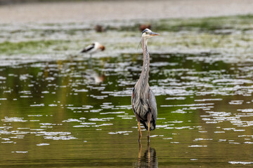A Great Blue Heron interacts with wildlife on the environment of a pond