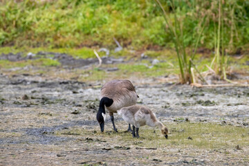 A pair of Canadian geese with a baby gosling in a marsh