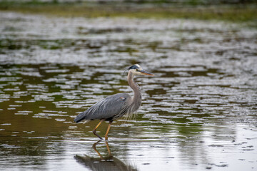 A Great Blue Heron interacts with wildlife on the environment of a pond
