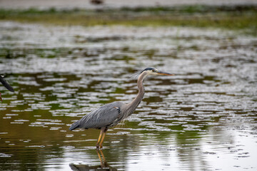 A Great Blue Heron interacts with wildlife on the environment of a pond