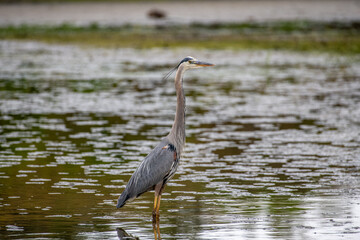 A Great Blue Heron interacts with wildlife on the environment of a pond