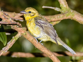 Flame-coloured Tanager Piranga bidentata in Costa Rica