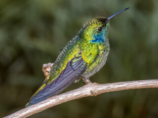 Lesser Violetear Colibri cyanotus in Costa Rica