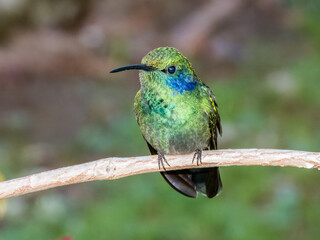 Lesser Violetear Colibri cyanotus in Costa Rica