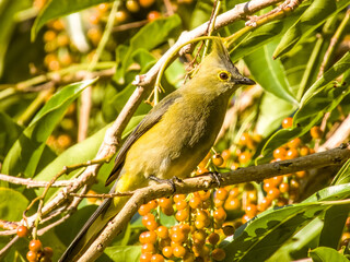 Obraz premium Long-tailed Silky-flycatcher Ptiliogonys caudatus in Costa Rica