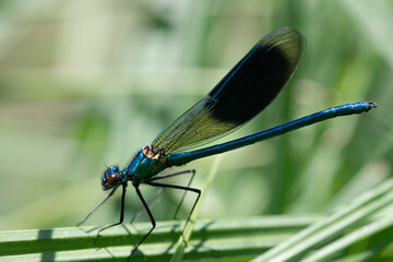 A blue damselfly sits on a blade of grass. The insect is photographed from the side and has its wings closed.