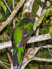 Female Resplendent Quetzal Pharomachrus mocinno in Costa Rica
