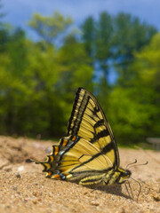 Canadian tiger swallowtail butterfly on beach in spring Wisconsin