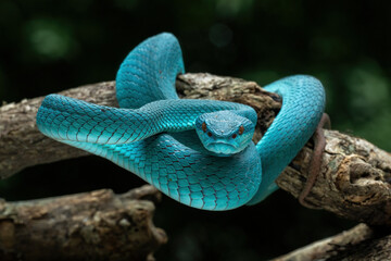Blue White-lipped Pit Viper (Trimeresurus insularis) native to Lesser Sunda Islands in Indonesia. 