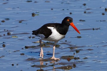 The American oystercatcher (Haematopus palliatus) is a member of family Haematopodidae.