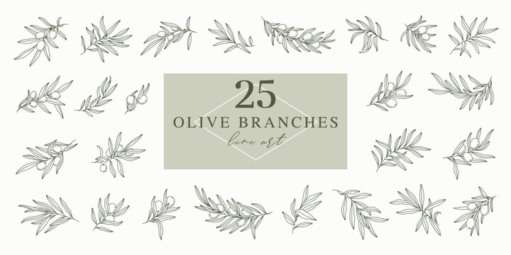Olive branches set in minimal linear style. Leaves and olive fruits isolated on white background. Vector plants for logos, patterns, labels, cards.