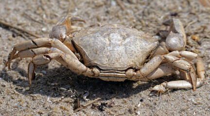 Strandkrabbe