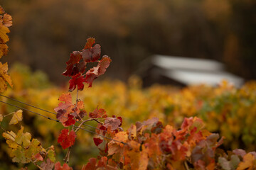 Grape vineyard in autumn fall colors on a cloudy day in Ukiah, California, USA.