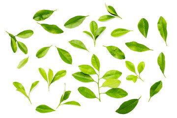 Citrus fruit leaves on white background
