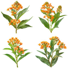 Photo of Butterfly Weed herb, America herb, isolated on transparent background