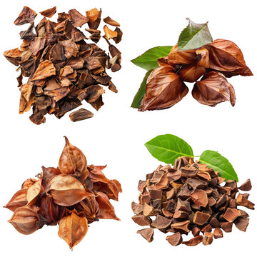 Photo of Cascara Sagrada herb, America herb, isolated on transparent background