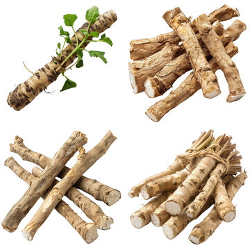 Photo of Marshmallow Root herb, America herb, isolated on transparent background
