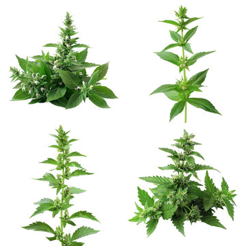 Photo of Motherwort herb, America herb, isolated on transparent background