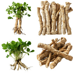 Photo of Poke Root herb, America herb, isolated on transparent background