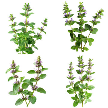 Photo of Pennyroyal herb, America herb, isolated on transparent background