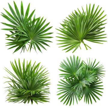 Photo of Saw Palmetto herb, America herb, isolated on transparent background