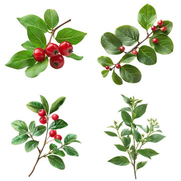 Photo of Wintergreen herb, America herb, isolated on transparent background