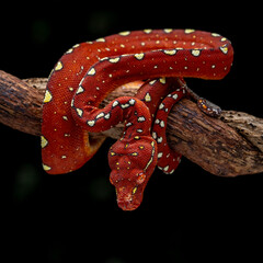 A juvenile Green Tree Python is going through a reddish color phase. The species is native to...