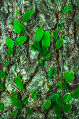 Vibrant green leaves against a textured tree bark