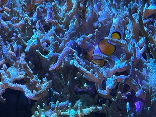 coral reef with nemo