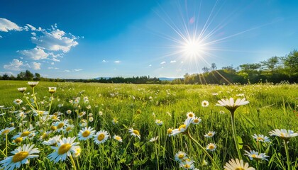 golden sunlit spring meadow with wildflowers and daisies panoramic landscape 11