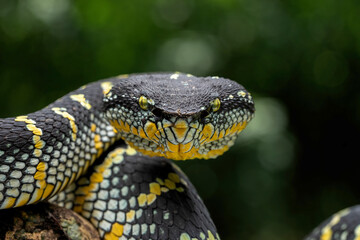 Wagler Pit Viper (Tropidolaemus wagleri) is a species of venomous snake.