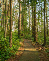 Fototapeta premium Woodland scene on the Marsh Edge Trail at Blackwater National Wildlife Refuge, Maryland