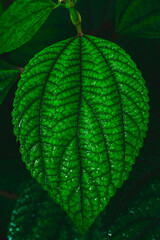 Close-up image showcases a vibrant green leaf with intricate veins and dewdrops