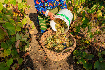 Harvesting white grapes for wine production. Background with selective focus and copy space