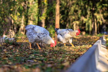 Two chickens are eating grass in a field