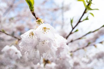 Closeup of pale pink flowers with rain drops blooming on an ornamental tree, as a wet spring nature background
