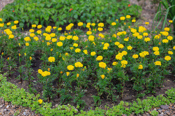 A field of yellow flowers with green border
