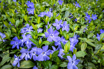 Blue blooms of vinca minor flowers on groundcover vines with fresh green leaves, as a nature...