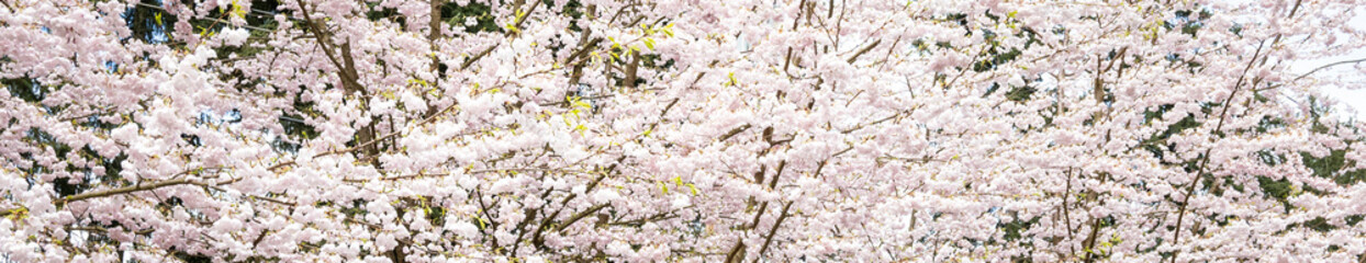 Looking up at branches of an ornamental tree covered in pale pink flowers blooming in a spring garden 
