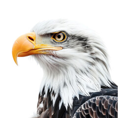 A majestic Bald Eagle with piercing gaze, strength, power, and intelligence of this iconic bird of prey, isolated on transparent background, cut out, png
