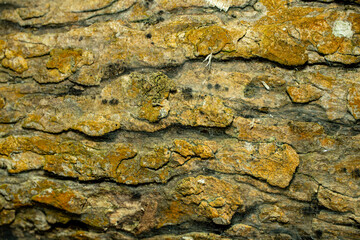 A close-up view of textured bark on a tree trunk.