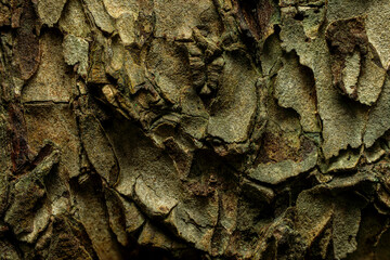 A close-up of rough tree bark with varied textures and shades
