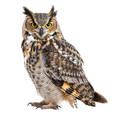 Owl isolated on transparent background, cut out, png