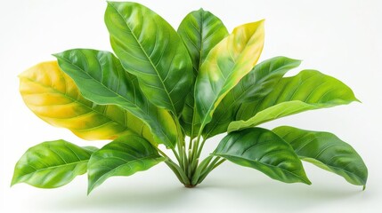 Obraz premium Photo of Croton Leaves - Codiaeum variegatum position center isolate on white background, clear focus, soft lighting