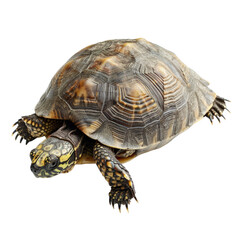 Obraz premium freshwater turtle isolated on transparent background, cut out, png
