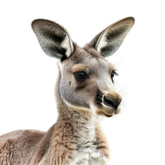 Fototapeta premium Young kangaroo isolated on transparent background, cut out, png