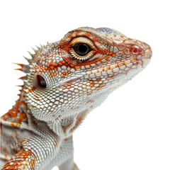Fototapeta premium Close up of garden lizard isolated on transparent background, cut out, png