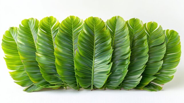 Photo of Sago Palm Leaves - Cycas spp. position center isolate on white background, clear focus, soft lighting